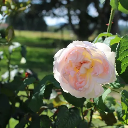 Bed & Breakfast Dans Le Jardin De Marie *