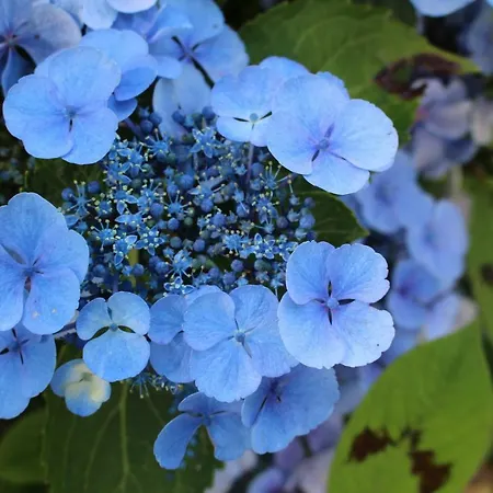 Dans Le Jardin De Marie *