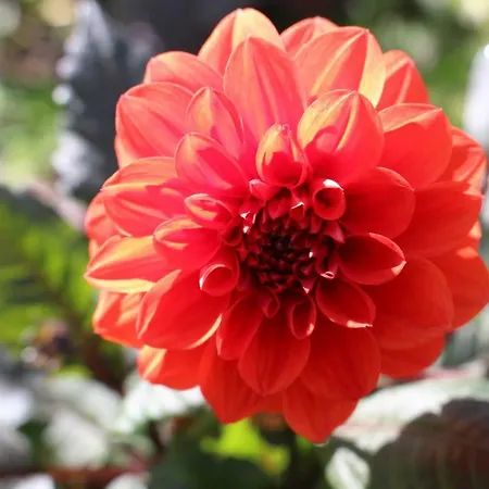 Dans Le Jardin De Marie 住宿加早餐酒店 *