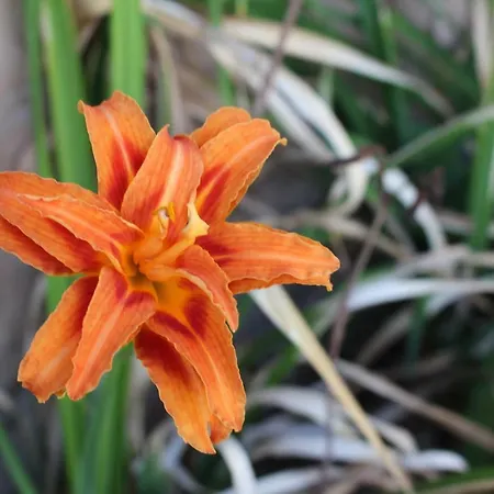 Dans Le Jardin De Marie Bouxwiller (Bas-Rhin)