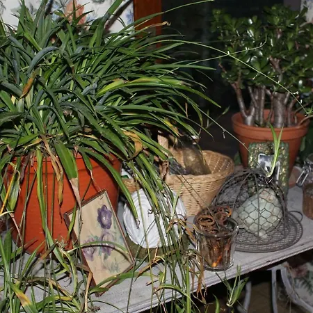 Dans Le Jardin De Marie Bouxwiller (Bas-Rhin)